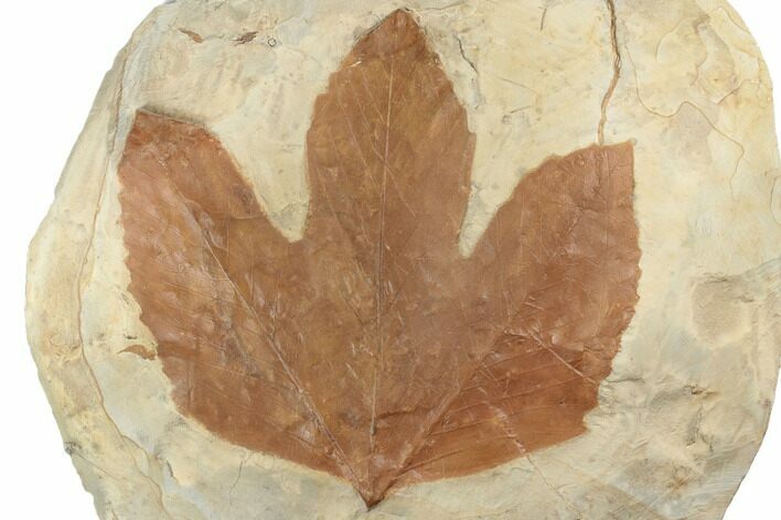 Fossil Sycamore Leaf (Macginitiea) - Montana #196802